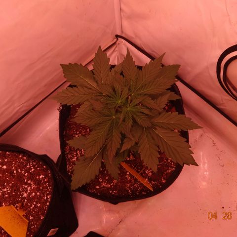 Bubble Kush Automatic growlog timeline photo