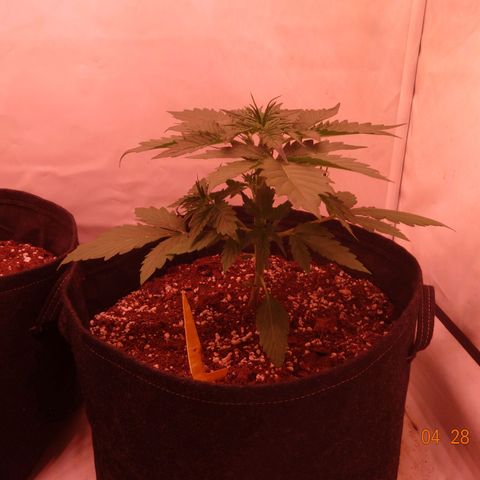 Bubble Kush Automatic growlog timeline photo