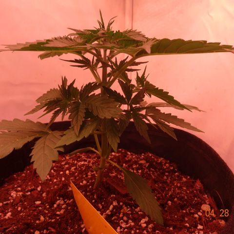 Bubble Kush Automatic growlog timeline photo
