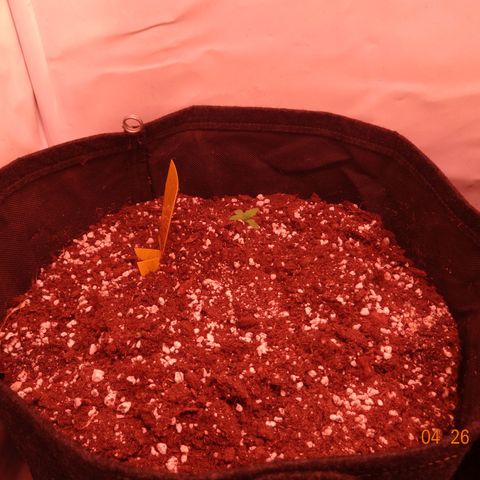 Northern Lights Automatic growlog timeline photo