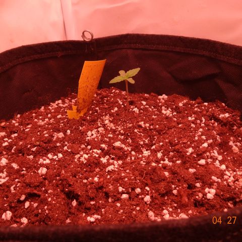 Northern Lights Automatic growlog timeline photo