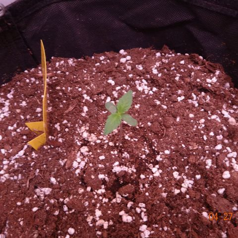 Northern Lights Automatic growlog timeline photo
