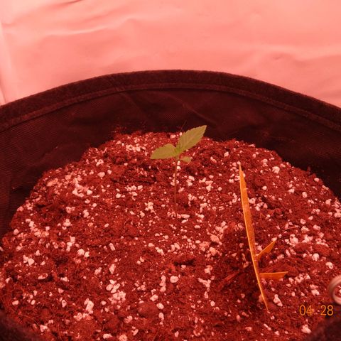Northern Lights Automatic growlog timeline photo