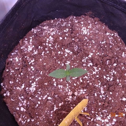 Northern Lights Automatic growlog timeline photo