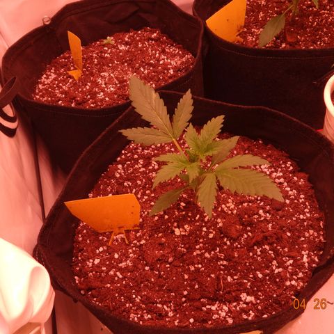 Royal Haze Automatic growlog timeline photo