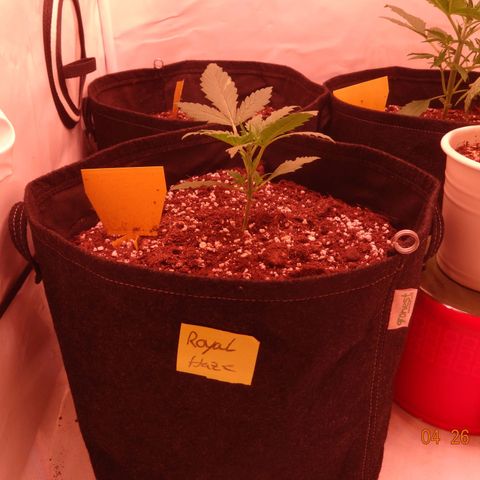 Royal Haze Automatic growlog timeline photo