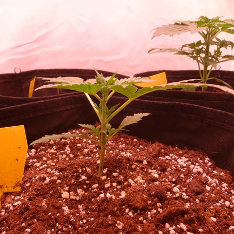 Royal Haze Automatic growlog timeline photo