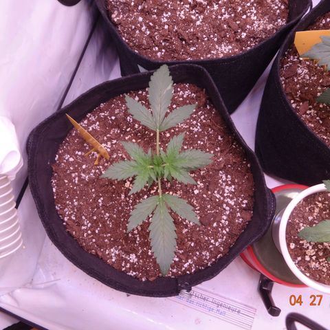 Royal Haze Automatic growlog timeline photo