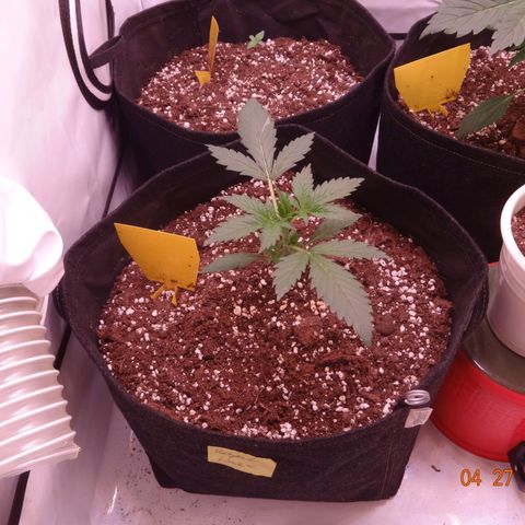 Royal Haze Automatic growlog timeline photo