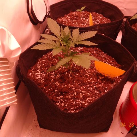 Royal Haze Automatic growlog timeline photo