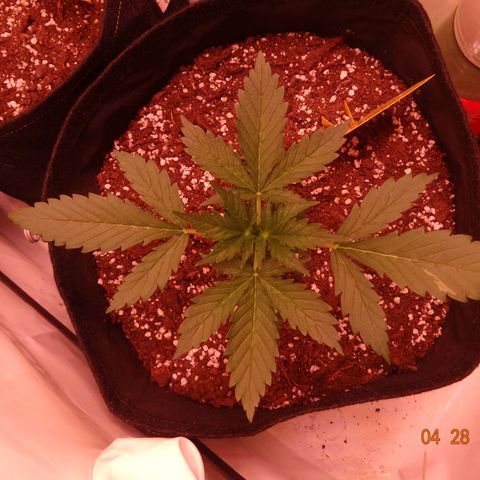 Royal Haze Automatic growlog timeline photo