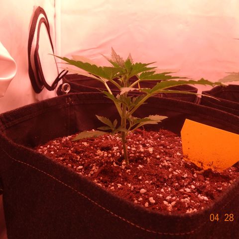 Royal Haze Automatic growlog timeline photo