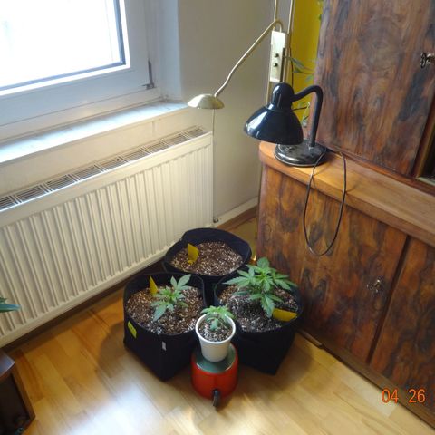 Bubble Kush Automatic growlog timeline photo