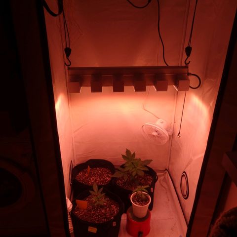 Bubble Kush Automatic growlog timeline photo