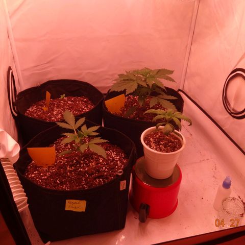 Bubble Kush Automatic growlog timeline photo