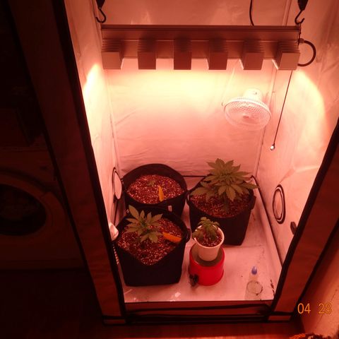 Bubble Kush Automatic growlog timeline photo