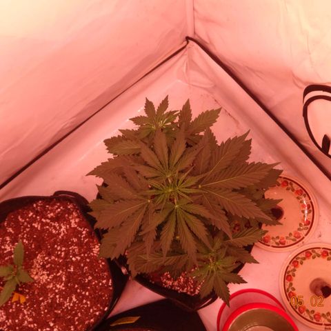 Bubble Kush Automatic growlog timeline photo