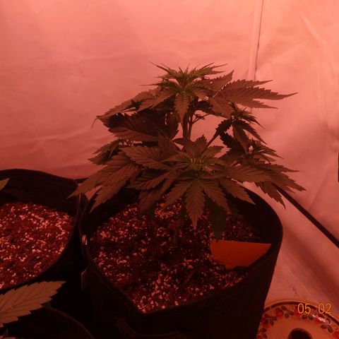 Bubble Kush Automatic growlog timeline photo