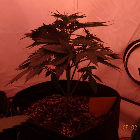 Bubble Kush Automatic growlog timeline photo