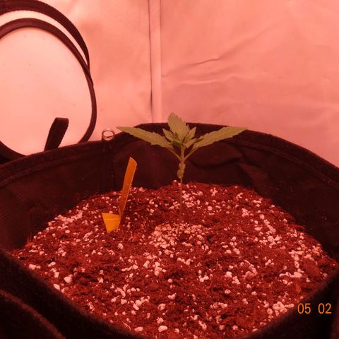 Northern Lights Automatic growlog timeline photo