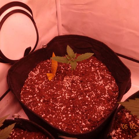Northern Lights Automatic growlog timeline photo