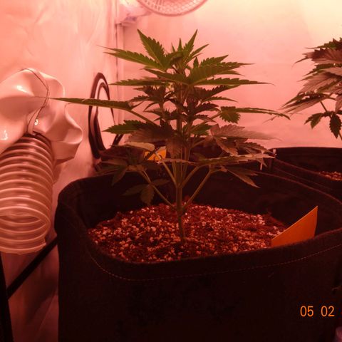 Royal Haze Automatic growlog timeline photo