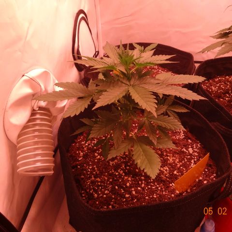 Royal Haze Automatic growlog timeline photo