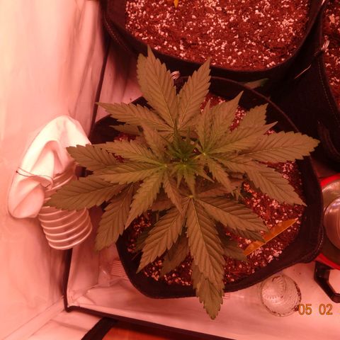 Royal Haze Automatic growlog timeline photo