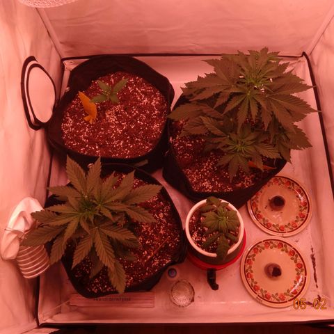 Bubble Kush Automatic growlog timeline photo