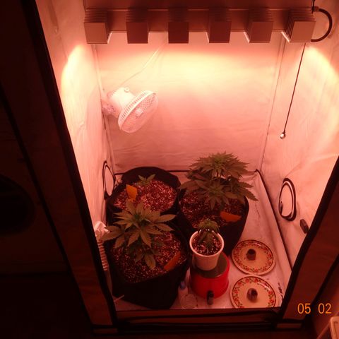 Bubble Kush Automatic growlog timeline photo