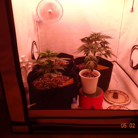 Bubble Kush Automatic growlog timeline photo