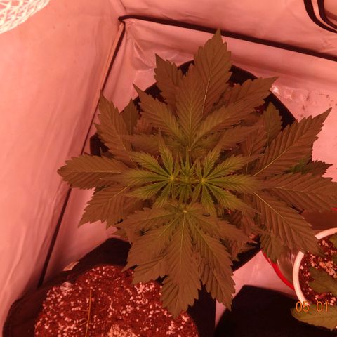 Bubble Kush Automatic growlog timeline photo