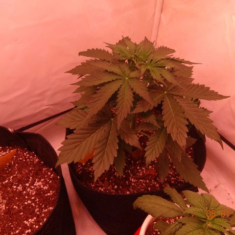 Bubble Kush Automatic growlog timeline photo