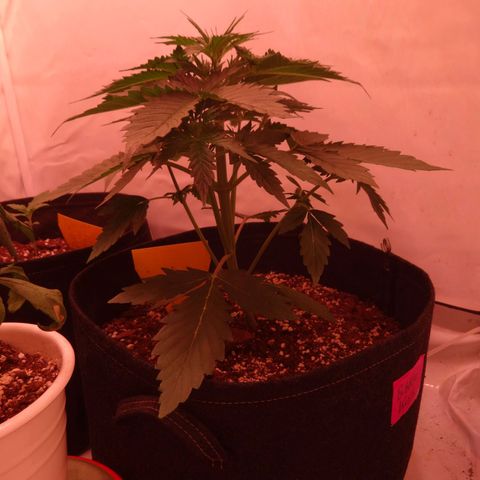 Bubble Kush Automatic growlog timeline photo