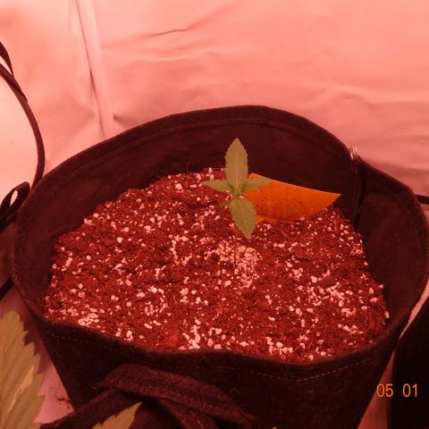 Northern Lights Automatic growlog timeline photo