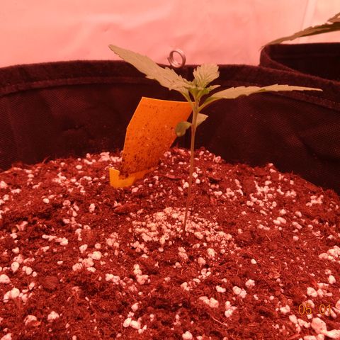 Northern Lights Automatic growlog timeline photo