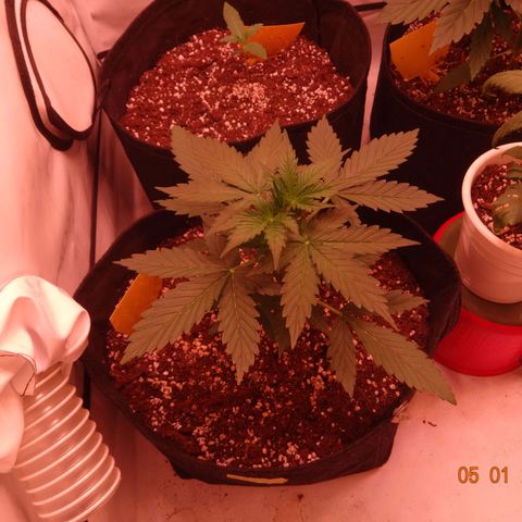 Royal Haze Automatic growlog timeline photo