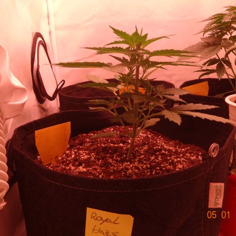 Royal Haze Automatic growlog timeline photo
