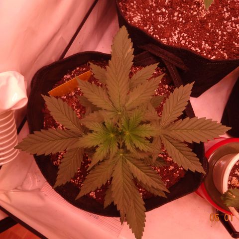 Royal Haze Automatic growlog timeline photo