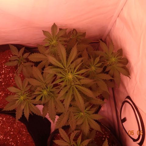 Bubble Kush Automatic growlog timeline photo