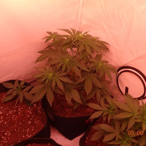 Bubble Kush Automatic growlog timeline photo