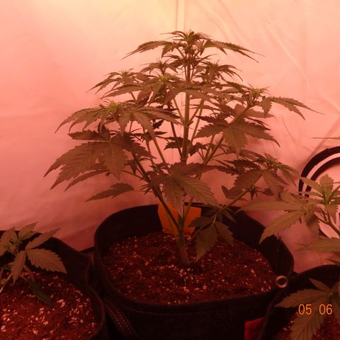 Bubble Kush Automatic growlog timeline photo