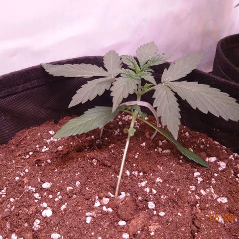 Northern Lights Automatic growlog timeline photo