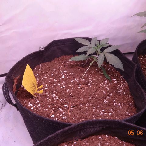 Northern Lights Automatic growlog timeline photo