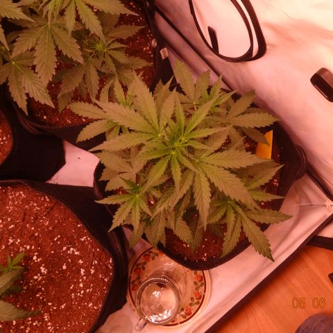 Royal Haze Automatic growlog timeline photo