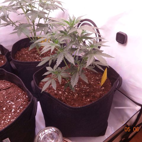 Royal Haze Automatic growlog timeline photo