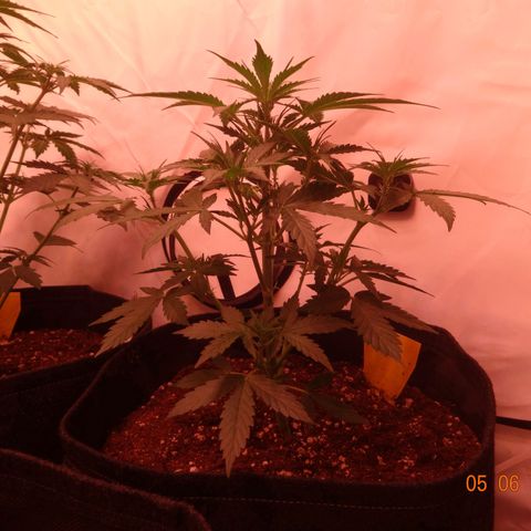 Royal Haze Automatic growlog timeline photo