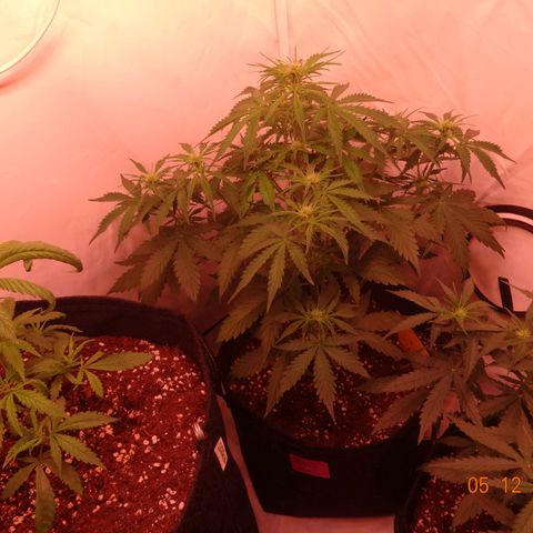 Bubble Kush Automatic growlog timeline photo