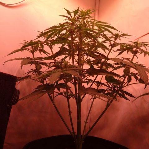 Bubble Kush Automatic growlog timeline photo