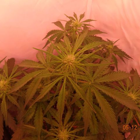 Bubble Kush Automatic growlog timeline photo